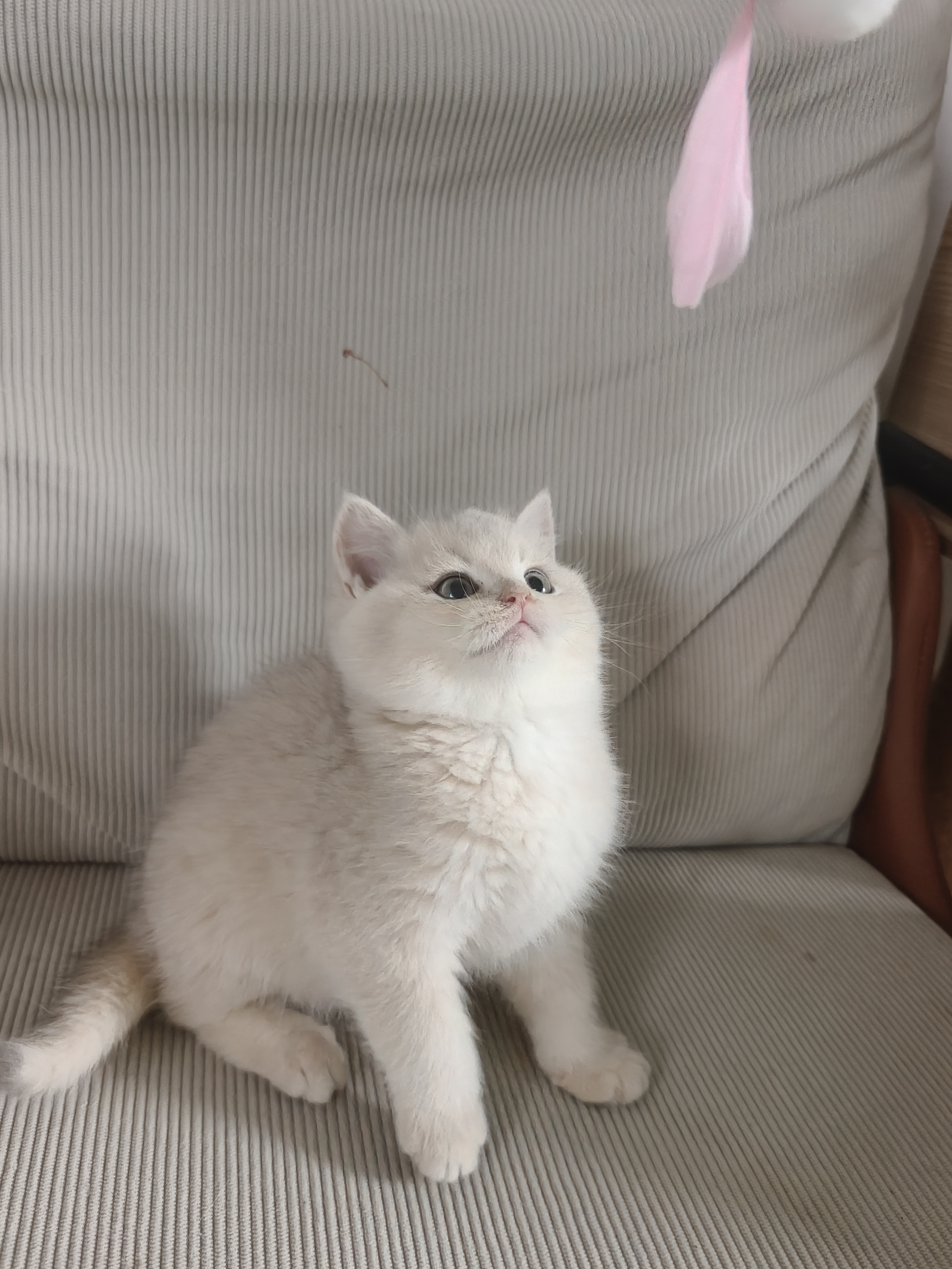 蓝金弟弟特价1688出